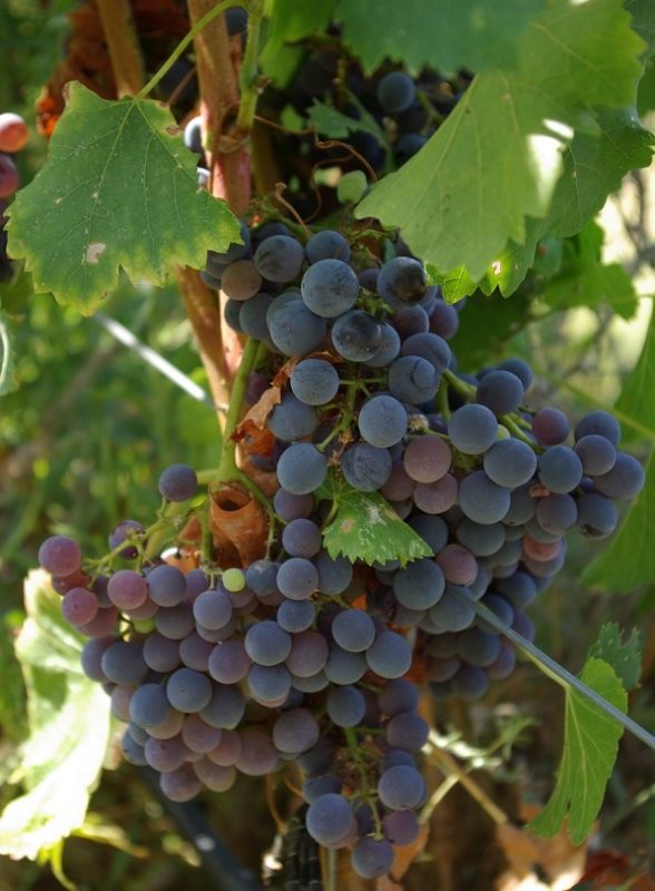 Grenache &#8211; strong red wine