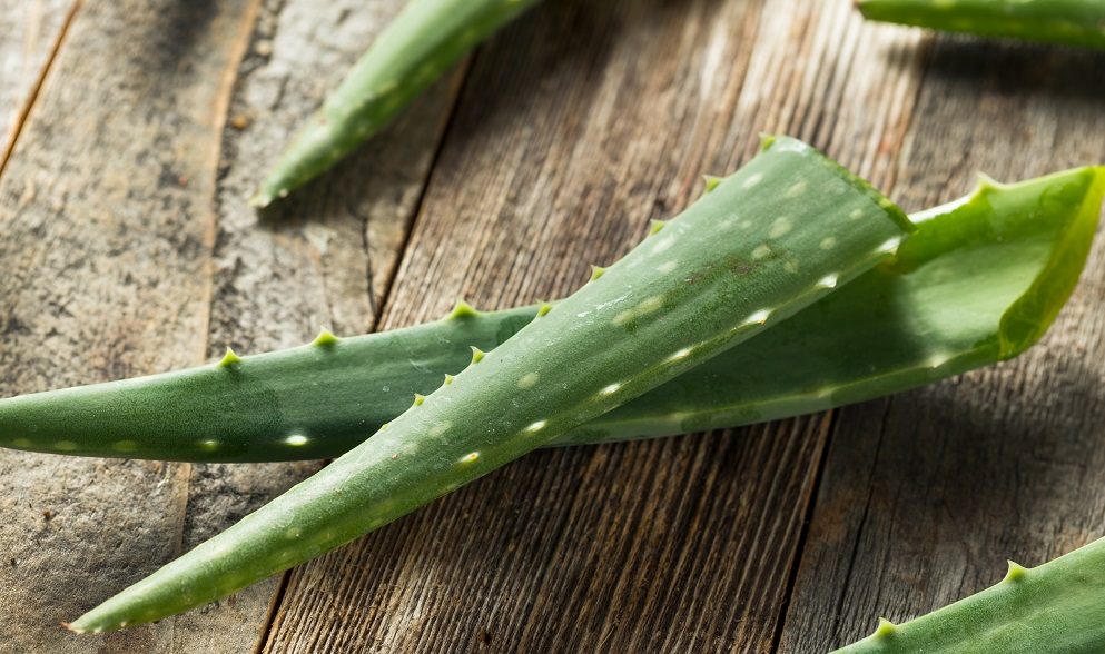 Healing tincture of Cahors, aloe and honey