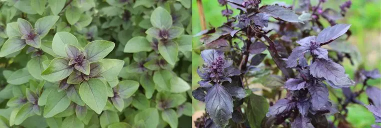 Homemade basil tincture with lemon zest