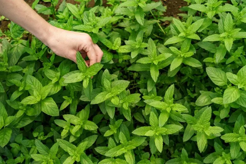 Homemade mint liqueur. Several cooking recipes