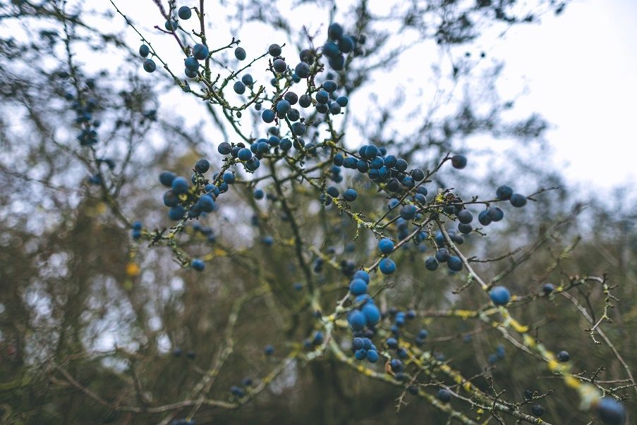 Homemade sloe gin &#8211; a classic recipe