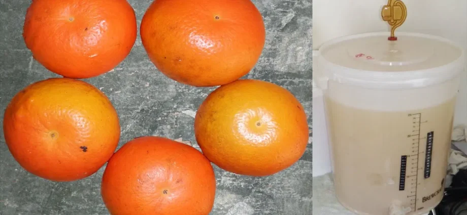 Homemade tangerine wine