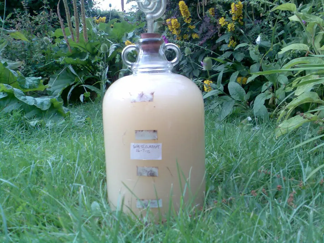 Homemade white currant wine