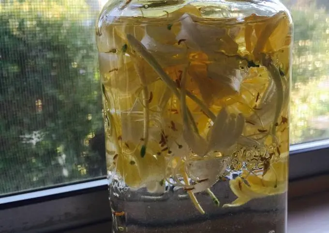 Honeysuckle tincture: 3 recipes at home