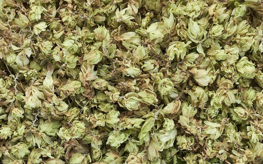 Hop starter for grain and sugar mash