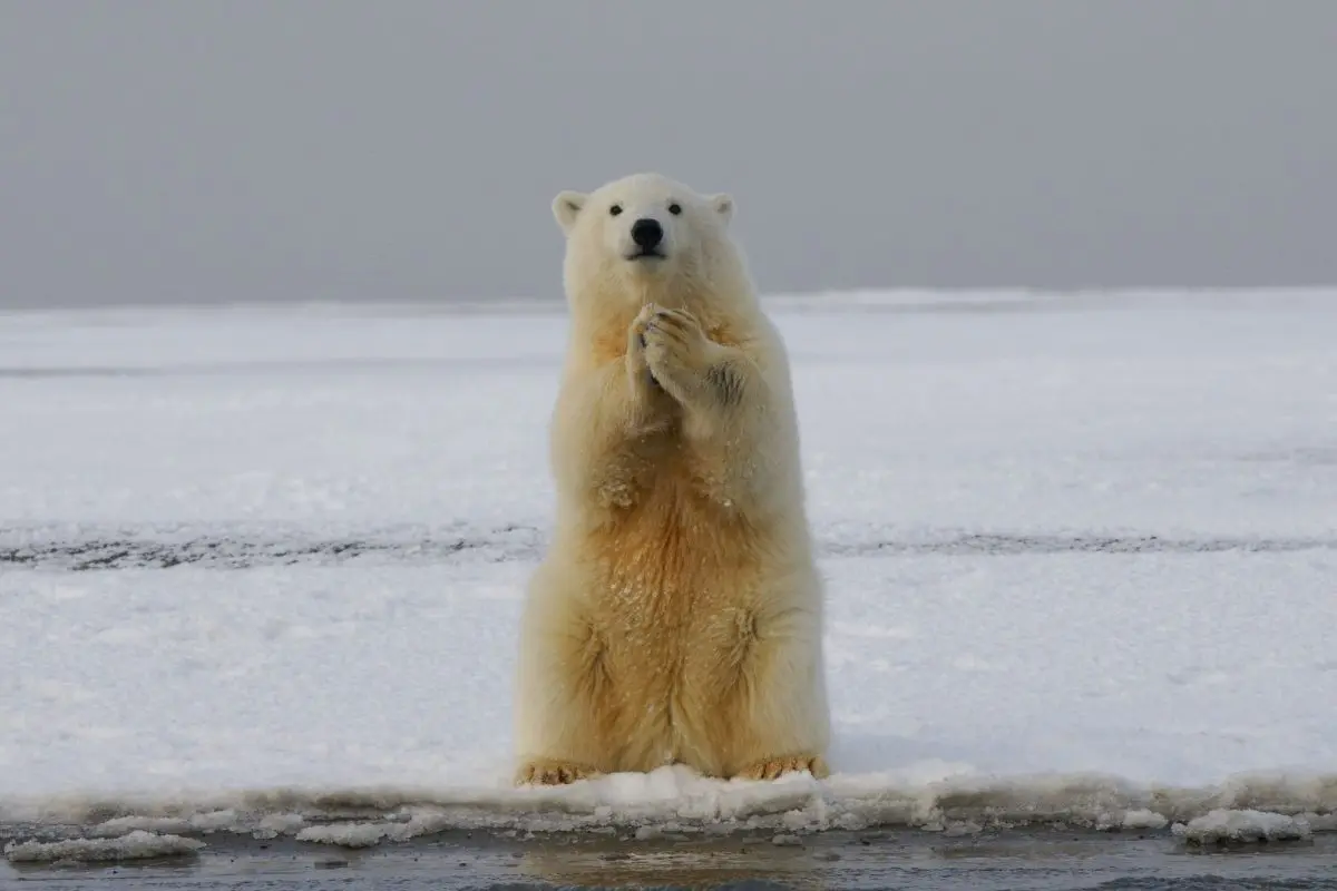 How a polar bear will help you forget about failed relationships