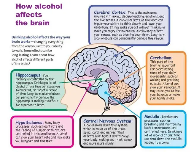 How alcohol affects the brain and nervous system