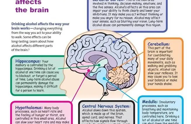 How alcohol affects the brain &#8211; which zones are affected with a photo