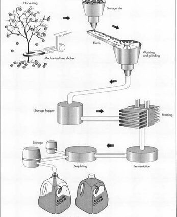 How cider is made and with what they drink