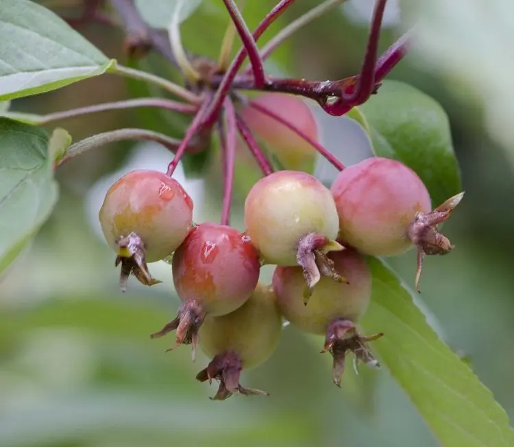 How cider is made and with what they drink