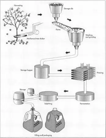 How cider is made and with what they drink