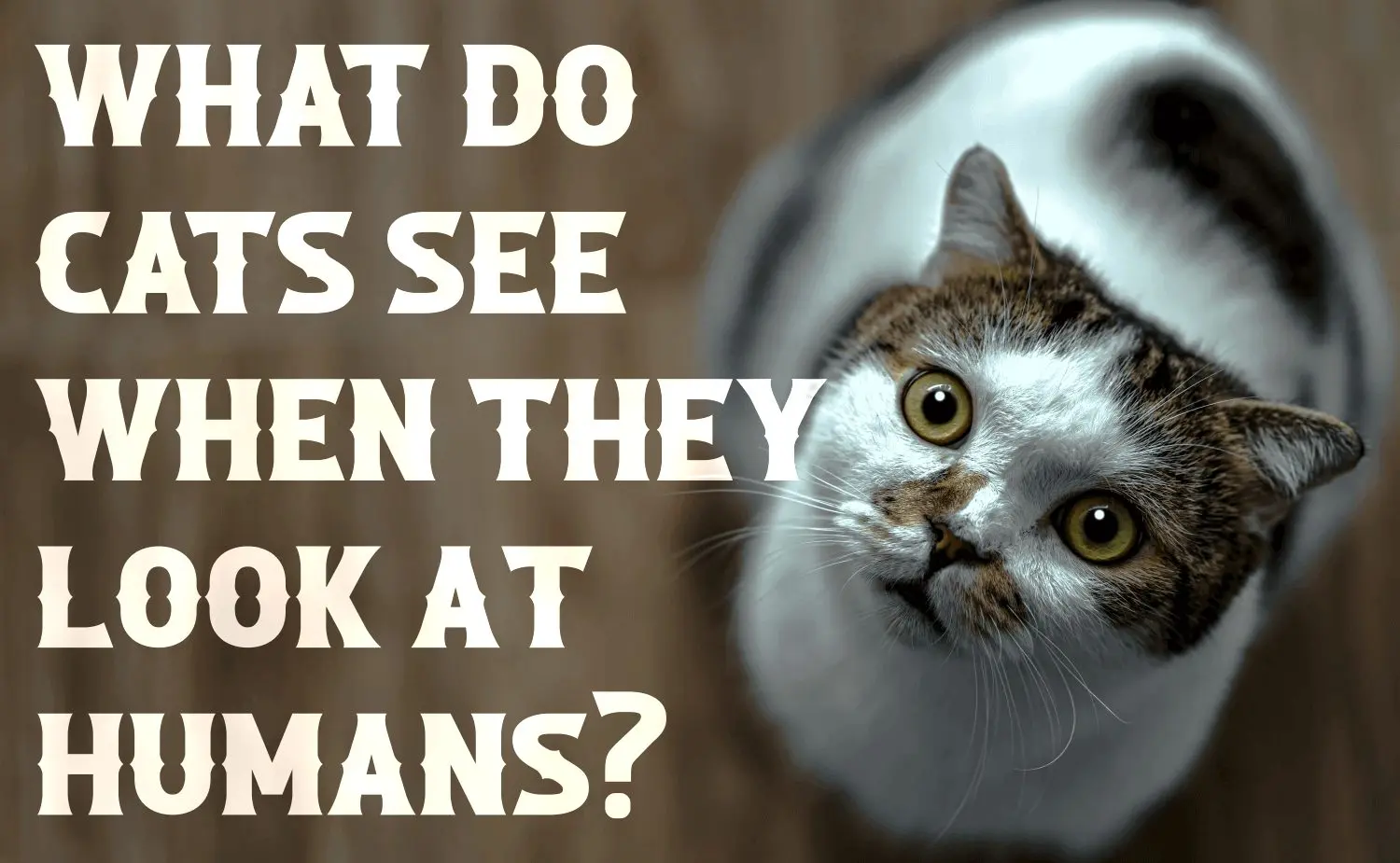 How do cats perceive their owners?