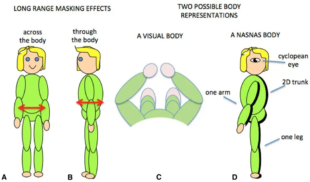 How do we perceive the bodies of loved ones