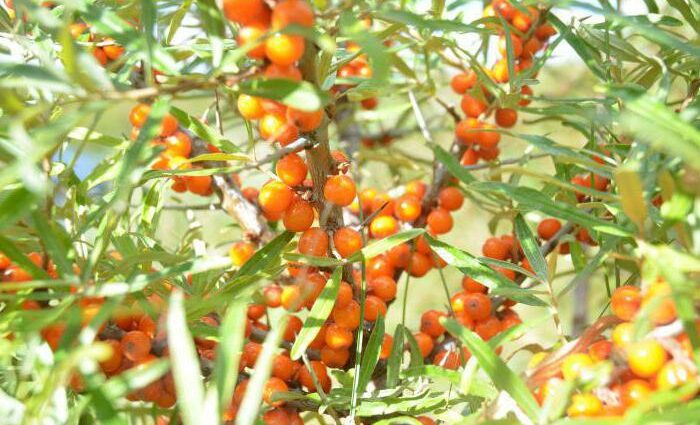 How I make wine from sea buckthorn: you have to tinker, but as a result &#8211; &#8220;Wunshpunsh&#8221;