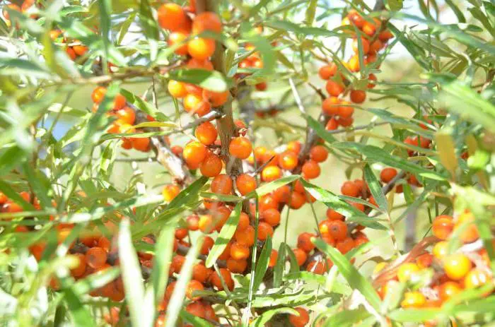 How I make wine from sea buckthorn: you have to tinker, but as a result &#8211; &#8220;Wunshpunsh&#8221;