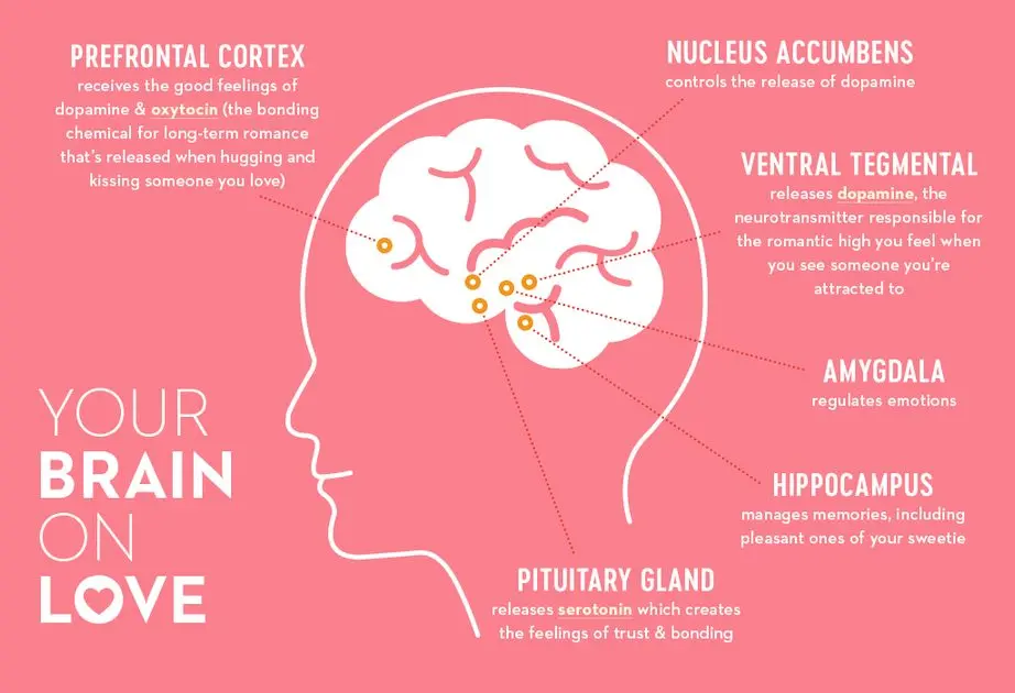 How love affects the brain