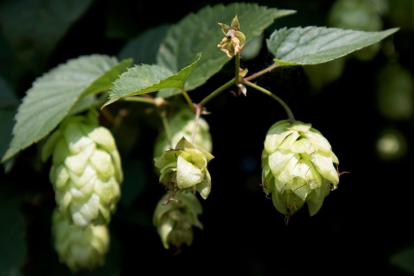 How to choose hops for beer &#8211; important parameters