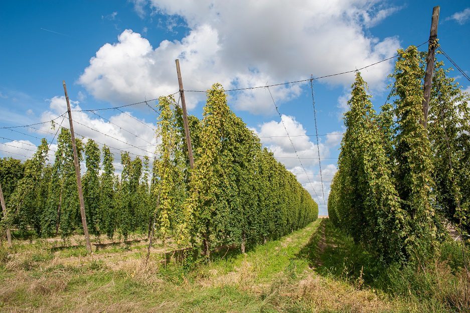 How to choose hops for beer &#8211; important parameters