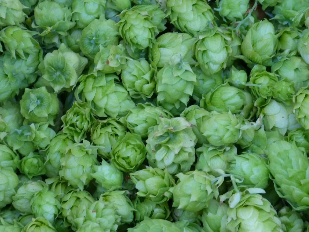 How to choose hops for beer &#8211; important parameters