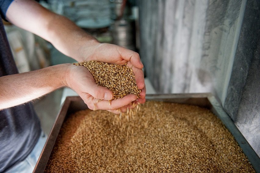 How to choose the right beer malt