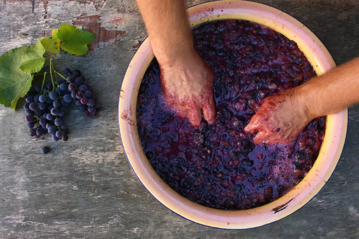 How to make homemade wine from grapes (red or white)