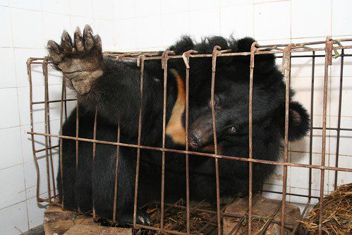 How to prepare and take bear bile tincture