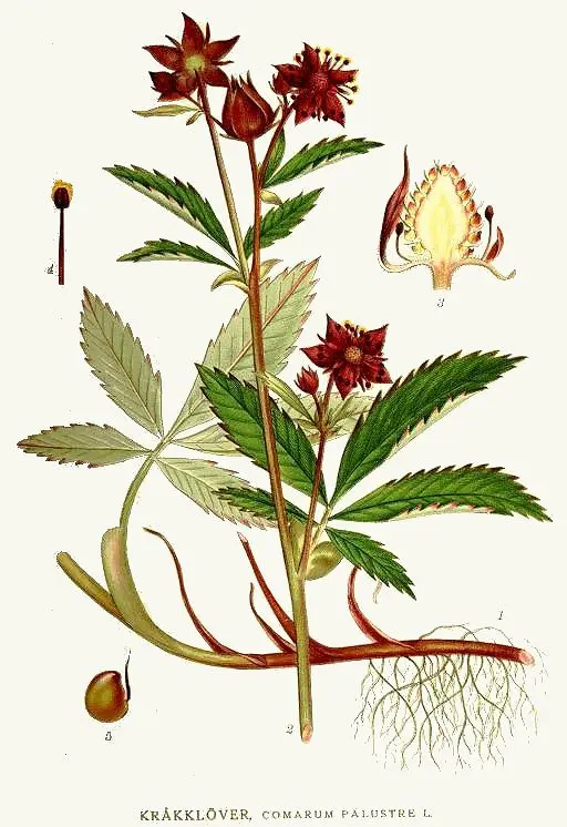 How to prepare and take cinquefoil tincture