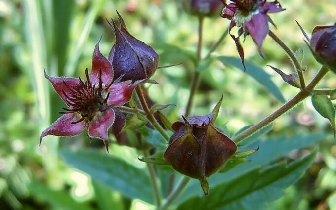 How to prepare and take cinquefoil tincture