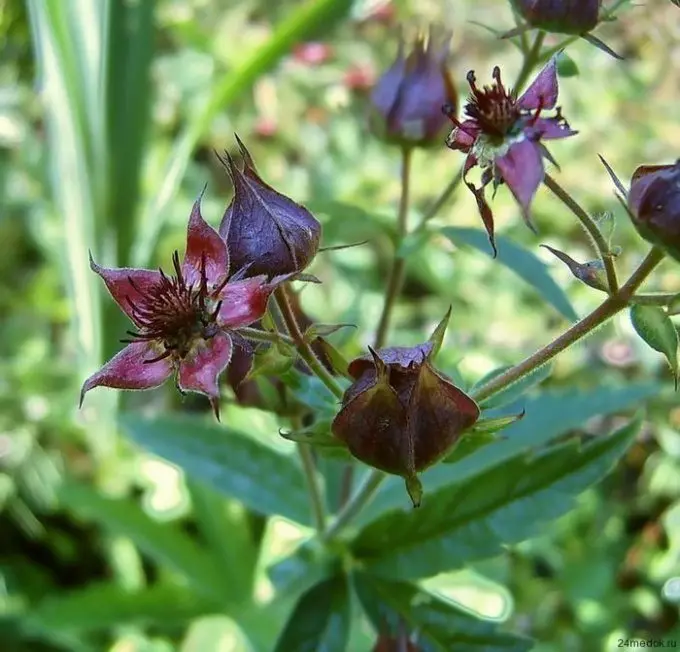 How to prepare and take cinquefoil tincture