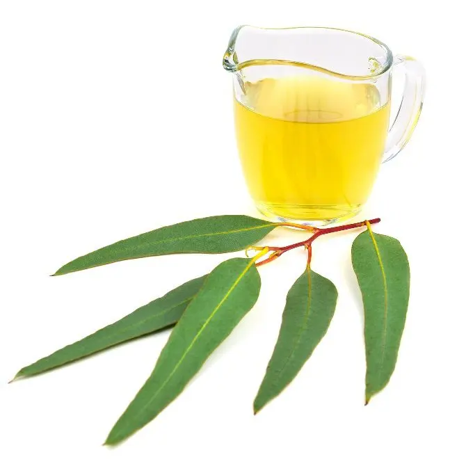 How to prepare and take eucalyptus tincture