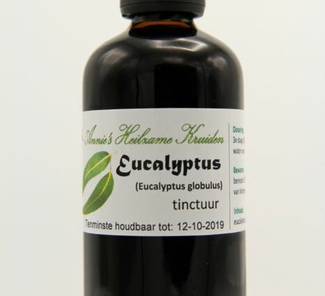 How to prepare and take eucalyptus tincture