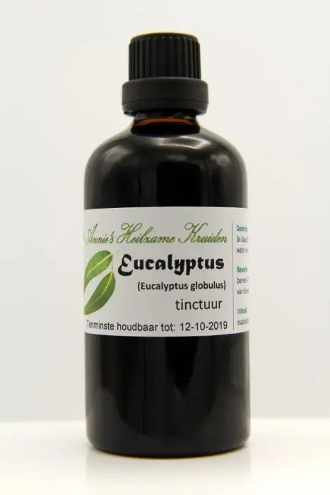 How to prepare and take eucalyptus tincture