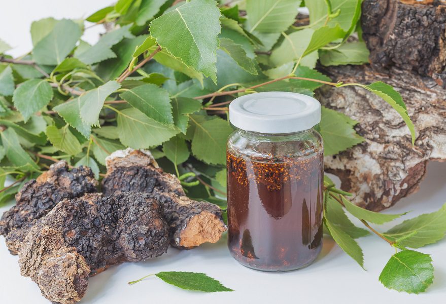 How to prepare and take tincture of chaga (birch fungus)