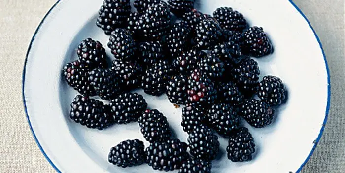 How to properly prepare a chic blackberry wine so that it does not turn sour