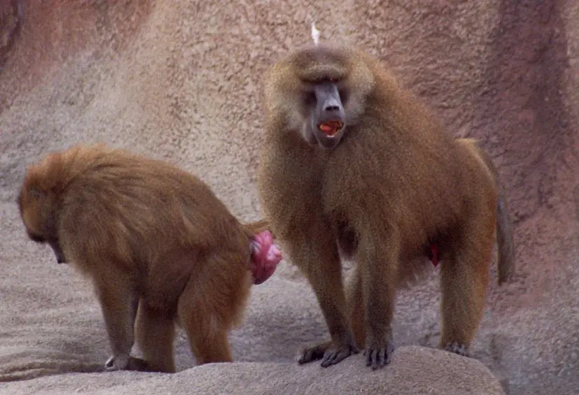 Humans and baboons: what do we have in common?