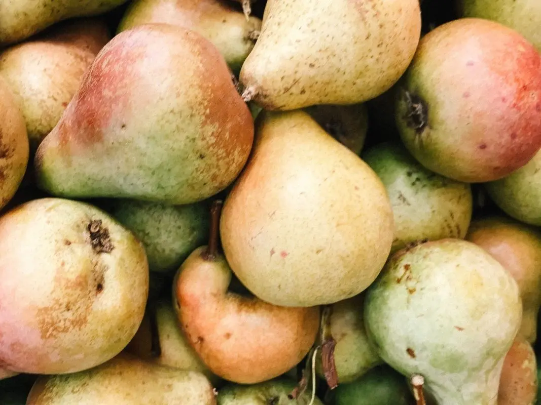 I tried a bunch of pear cider recipes and finally came up with my perfect one: all you need is a Soviet meat grinder and sugar