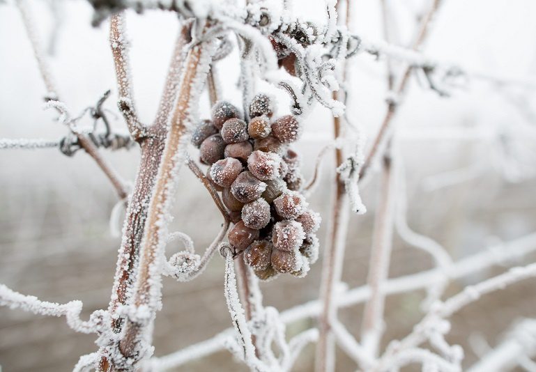 Ice wine (Eiswein) &#8211; nature&#8217;s sweet mistake