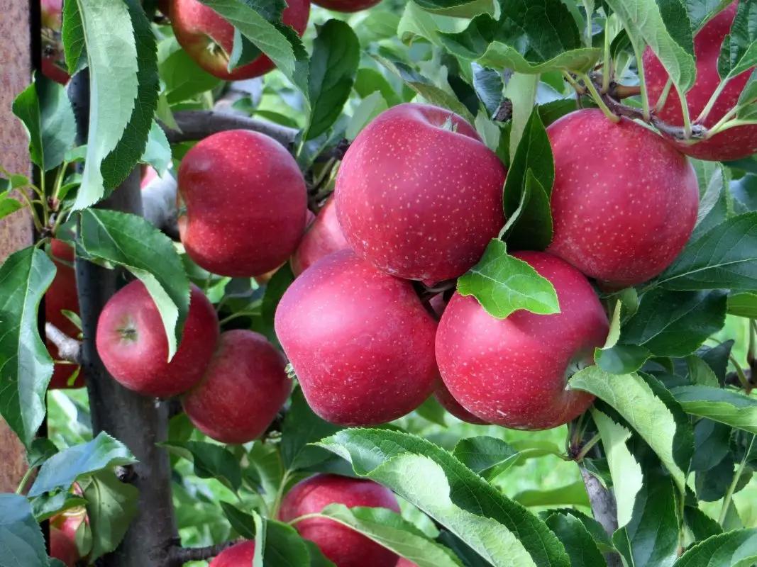 If there is nowhere to put apples: how to make apple champagne, which the women in my family adore