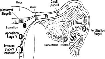 Implantacija: pagrindinis nėštumo etapas