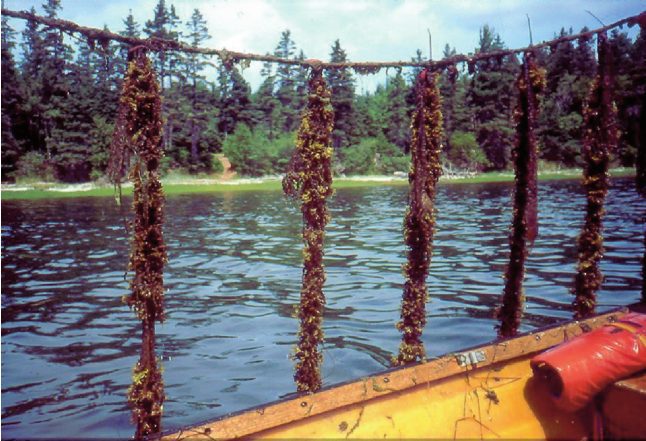 Irish moss in brewing