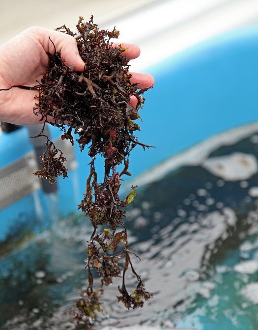 Irish moss in brewing