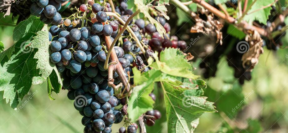 Italians make from grapes, and I from beets: I tell you how to make real beetroot wine, instead of borscht