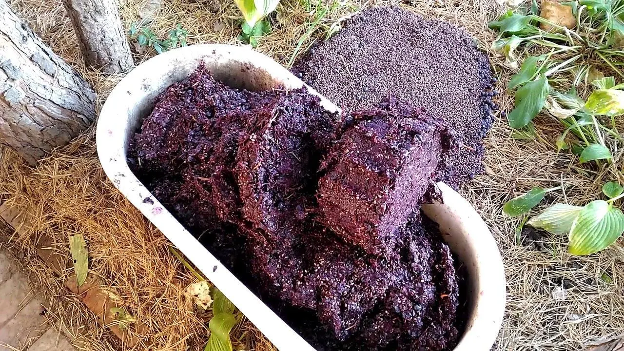 I myself make cognac from grape pomace and oak chips