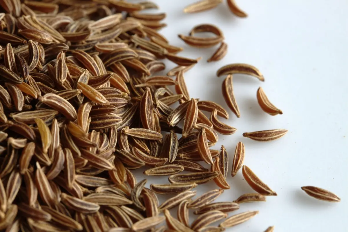 Kümmel &#8211; cumin tincture for true gourmets