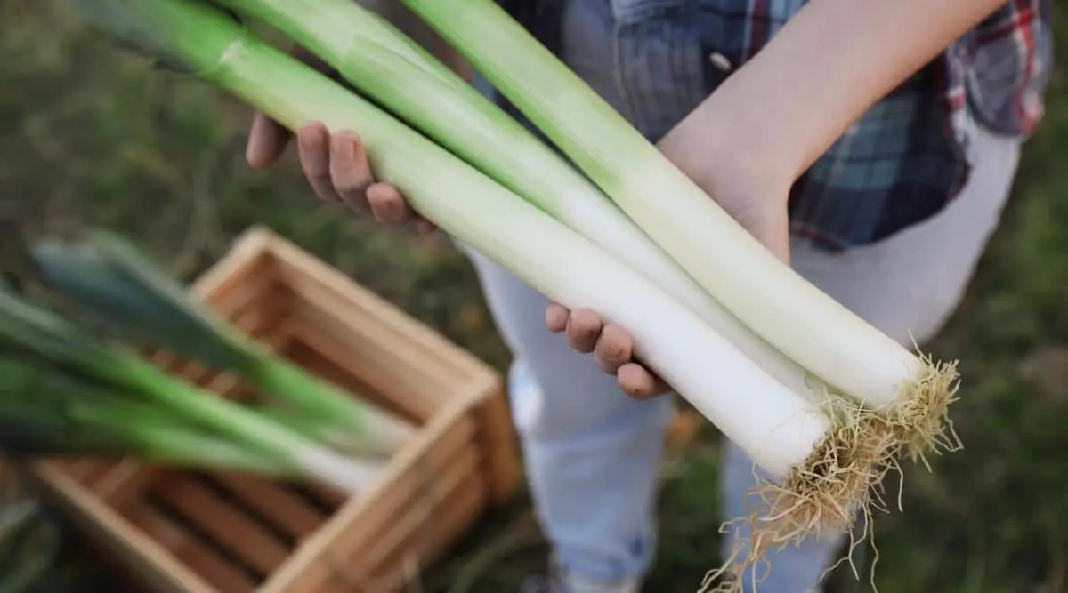 Leek, an elegant solution