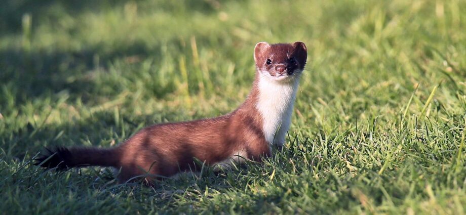 Live like a stoat: never give up