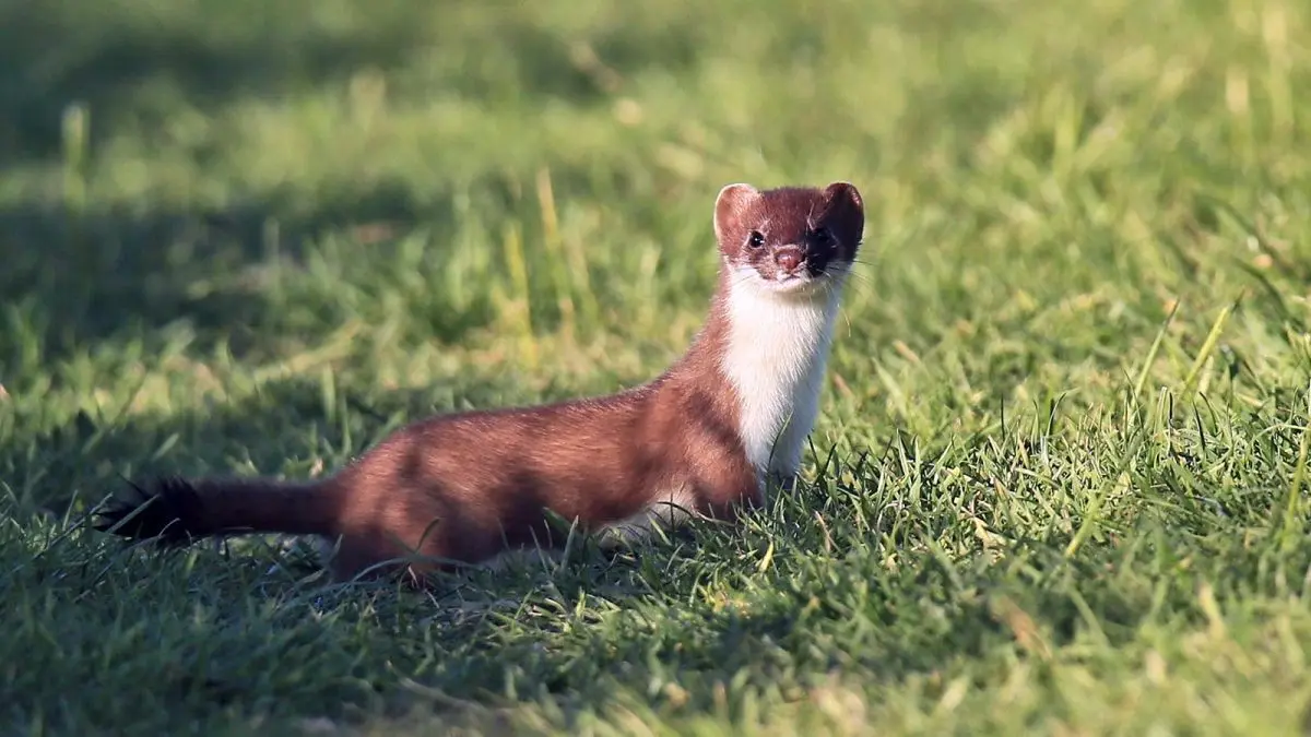 Live like a stoat: never give up