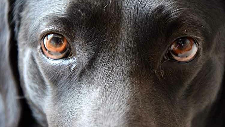 Look into your dog&#8217;s eyes!