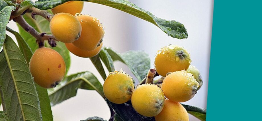 Loquat tincture (Japanese plum)