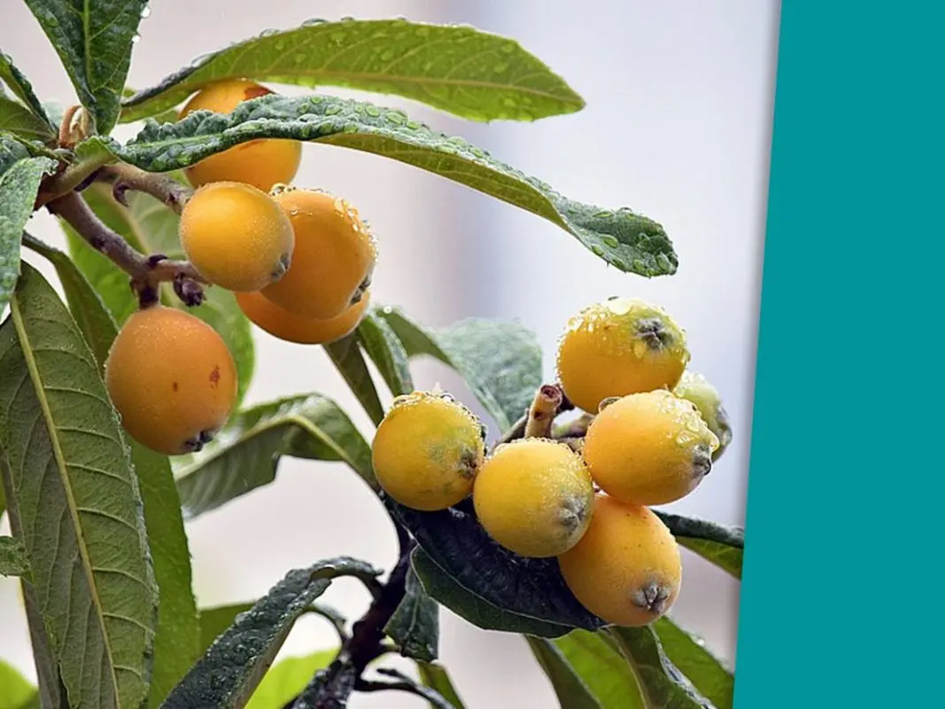 Loquat tincture (Japanese plum)